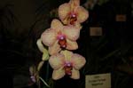 2006 Orchid Show 065