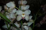 2006 Orchid Show 066