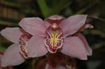 2006 Orchid Show 069