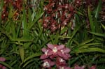 2006 Orchid Show 071