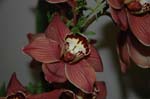 2006 Orchid Show 072
