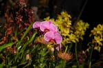 2006 Orchid Show 074