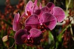 2006 Orchid Show 075