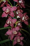 2006 Orchid Show 076