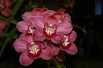 2006 Orchid Show 078