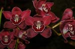 2006 Orchid Show 079