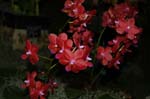 2006 Orchid Show 080