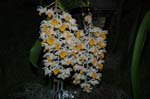 2006 Orchid Show 082