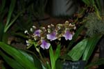 2006 Orchid Show 083