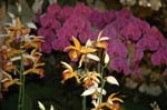 2006 Orchid Show 087
