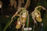 2006 Orchid Show 088