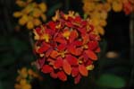 2006 Orchid Show 089