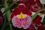 2006 Orchid Show 091