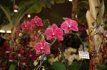 2006 Orchid Show 095
