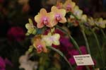 2006 Orchid Show 106