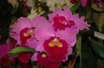 2006 Orchid Show 107