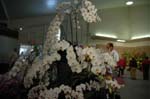 2006 Orchid Show 113