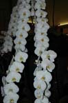 2006 Orchid Show 117