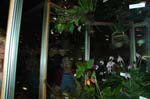 2006 Orchid Show 118