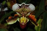 2006 Orchid Show 119