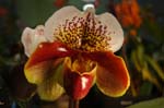 2006 Orchid Show 121