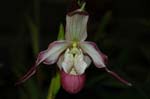 2006 Orchid Show 123