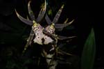 2006 Orchid Show 124