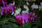 2006 Orchid Show 129