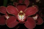 2006 Orchid Show 140