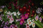 2006 Orchid Show 145