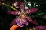 2006 Orchid Show 169