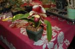 2006 Orchid Show 172