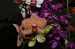 2006 Orchid Show 208