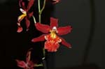 2006 Orchid Show 214