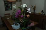 2006 Orchid Show 215