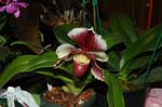 2006 Orchid Show 217