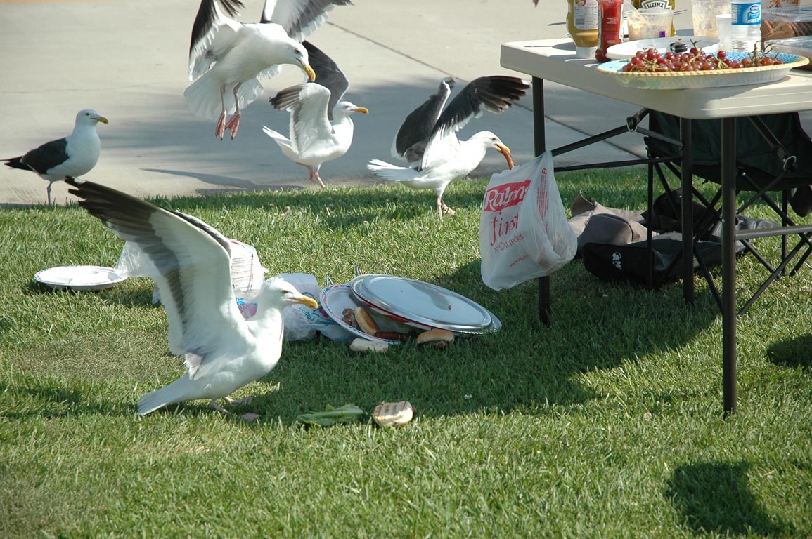 2006 Summer Oxnard BBQ 058