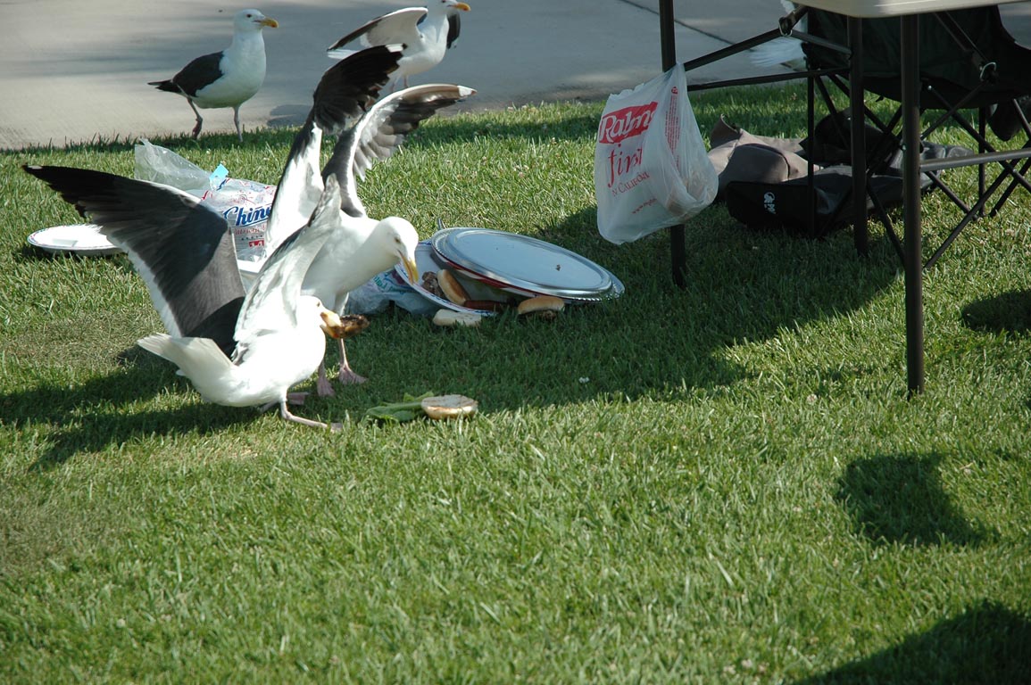 2006 Summer Oxnard BBQ 059