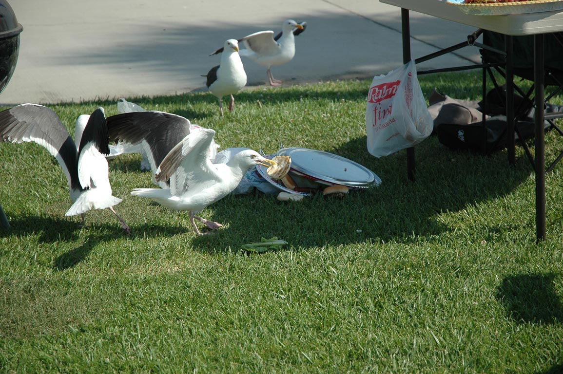 2006 Summer Oxnard BBQ 060
