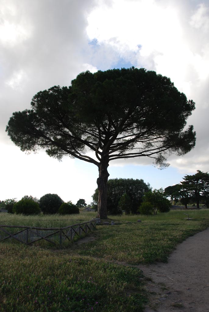 2008_Italy_200806050005