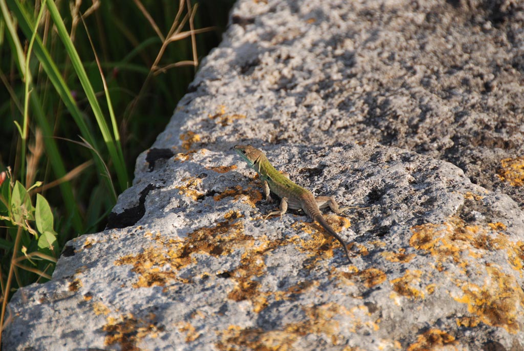 2008_Italy_200806050010