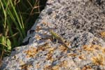 2008_Italy_200806050010