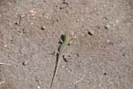 2008_Italy_200806060039