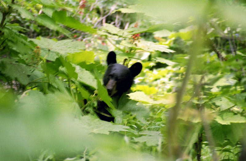 Black_Bear_2
