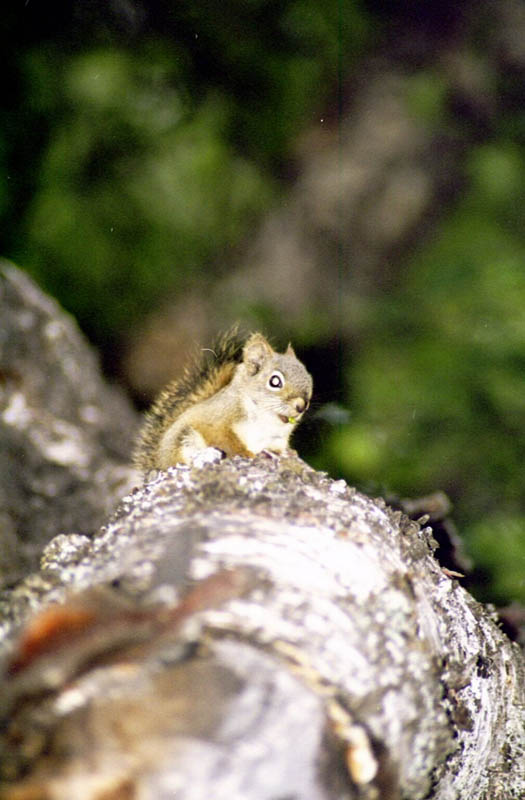 Squirrel