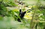 Black_Bear_2