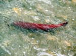 Hatchery