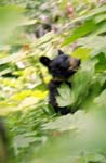Run_Away_Bear