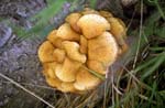 Strange_Fungus
