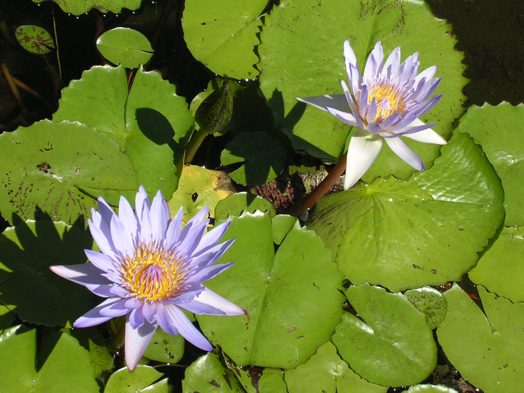 2004 Maui 032